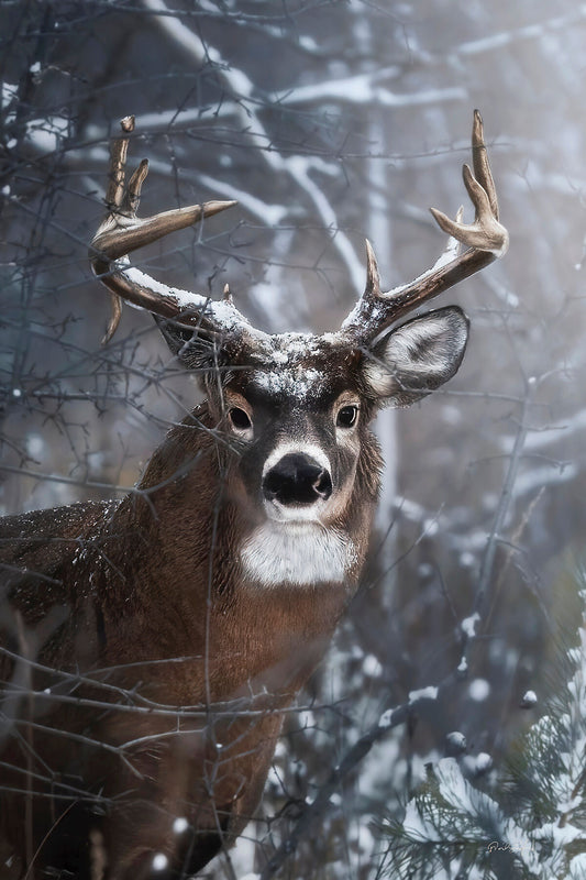 First Snowfall